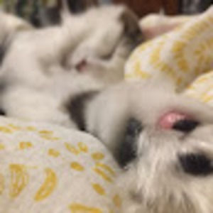 Meet your Posher, Hannah